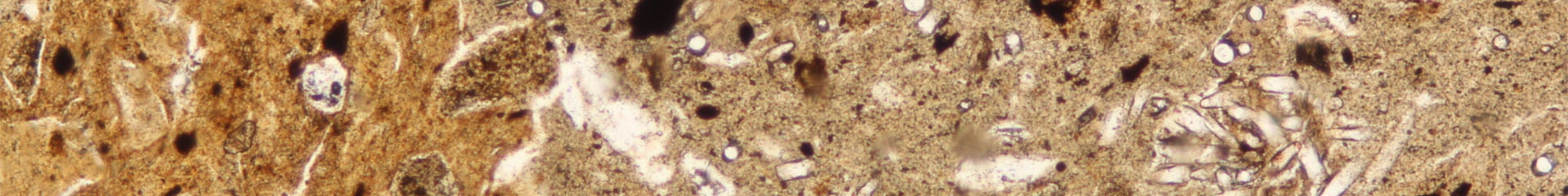 Thin section of a piece of pottery from Brazil that includes sponge spicules mixed into the clay
